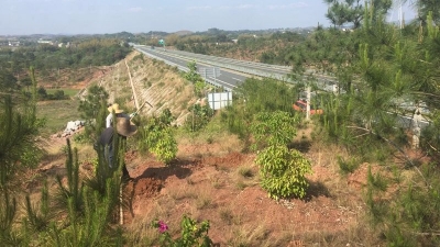 兴华高速五华段道路两侧将建1347亩生态景观林