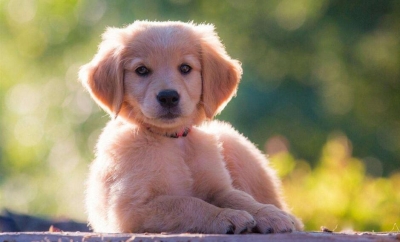 童心妙笔丨汪星人的一封信