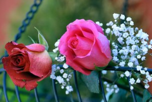 散文｜最美芳华