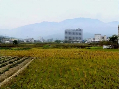 178.35亿！丰顺去年农村经济总收入交出靓丽成绩单