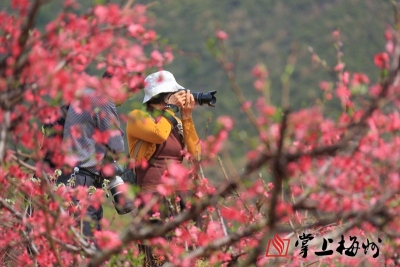 
踏春寻花正当时！五华潭下桃花烂漫迎客来