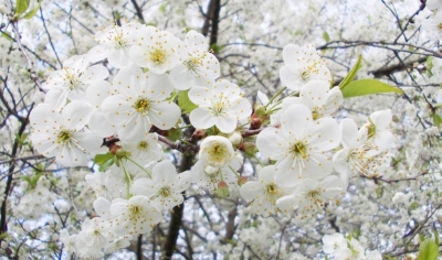 大埔百侯武塘村梨花绽放，踏青赏花正当时