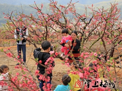 
踏春寻花正当时！五华潭下桃花烂漫迎客来