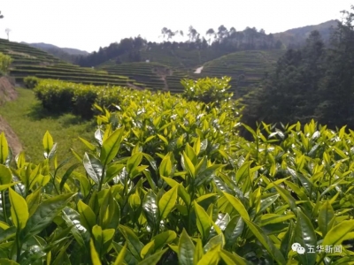 五华春茶开摘 产量比去年增长15%左右