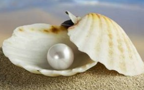 散文｜蚌贝之珠