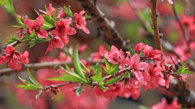 
踏春寻花正当时！五华潭下桃花烂漫迎客来