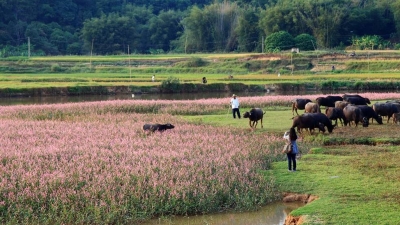 小记者林润丨乡村合奏曲