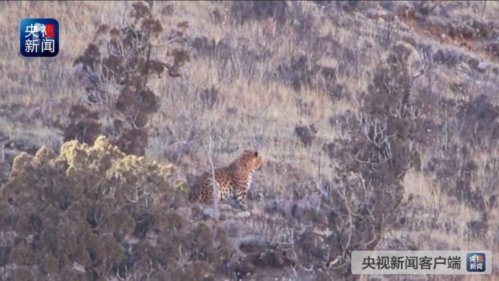 三江源国家公园首次人工拍摄到金钱豹影像