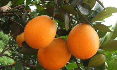 脐橙价格高 果农忙补种 平远今春新种脐橙2000亩