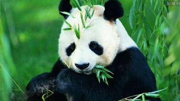 日本政府请求中国租借大熊猫 神户和仙台为候补