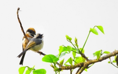 山歌赏析丨鸟儿飞到树上企