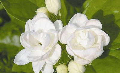 青春笛丨茉莉花香满院