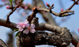 组诗｜花草都藏着飞翔