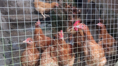 一把铁钳几个蛇皮袋，五华这3人在多地向家禽伸黑手，结果栽了！