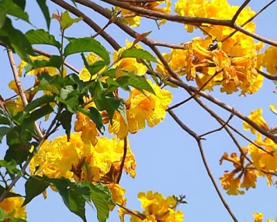 平远黄花风铃木惊艳绽放，来一场“黄金花海”的邂逅吧！