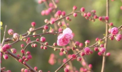 灯下手记丨莫负春光