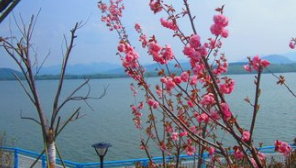 散文｜邂逅春天