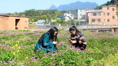 蕉岭蓝坊村变肥为美 云英花开引客来