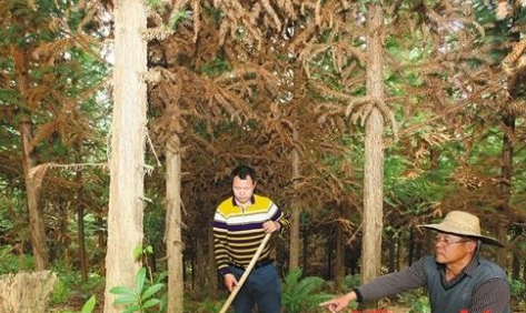 蕉岭一对父子坚守大山 20年种树26万株