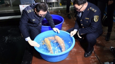 你转发的锦鲤来了！时隔16年，日本锦鲤再现华南！