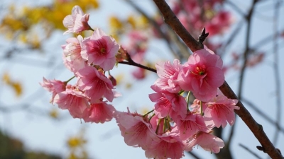 小记者张子琳作品丨春雨“闹钟”