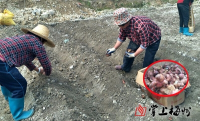 梅江区举行农技推广示范基地观摩会