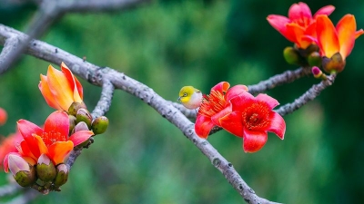 小记者廖铭楷作品丨郊外春景