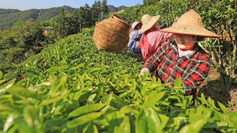 梅州春茶已陆续开采，记者带你去茶叶主产区去看看