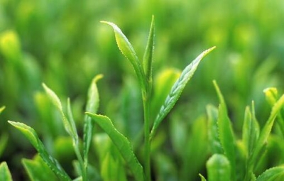 中国食品辟谣联盟：辟谣茶叶农残问题 还茶叶质量安全真相