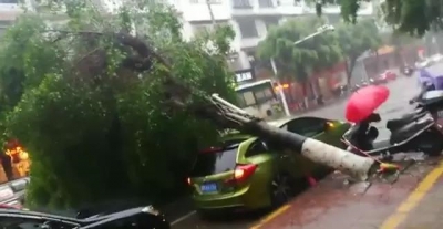 风雨吹倒路树，小车被砸！事发兴宁南坛路