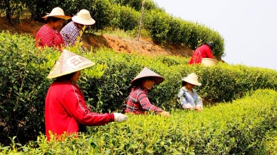 五华春茶全面进入采摘期：产学研合作科技兴农育精品