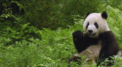 北欧安家的第一对中国大熊猫，“华豹”和“金宝宝”适应良好