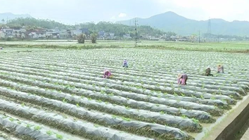 撸起袖子下田去！蕉岭烤烟种植田里呈现出这样一派景象