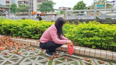 梅城的木棉花开得艳！医生却说：捡拾食用不安全