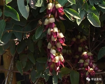 禾雀花开，平远春光里的“小精灵”在等你，你来么？