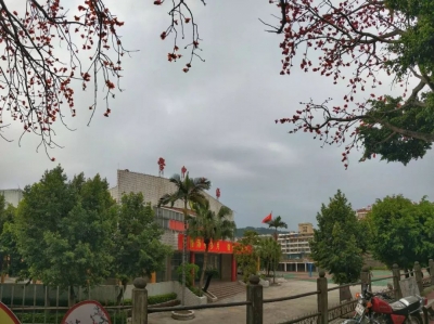 美哉！丰顺木棉花竞相绽放闹春来