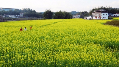 约吗？平远长田镇长安村油菜花盛开，美不胜收