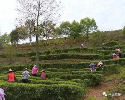 春暖茶飘香，平远县春茶开摘