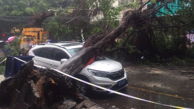 雨后路树倒下，小车被砸，事发今天中午丰顺县城五一路