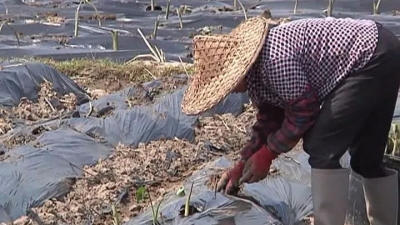  “小产品”做成“大产业”！平远东石种植炮弹芋头“钱”景广阔