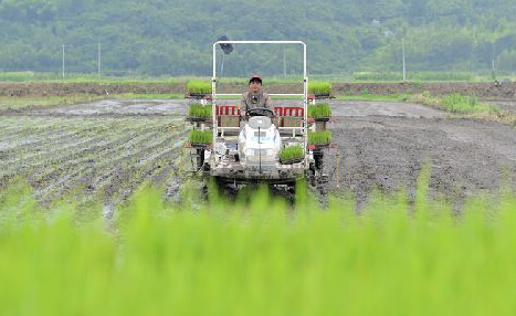 蕉岭水稻机插率超过四成 走在全省山区县前列