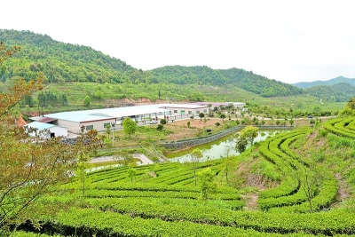 平远21日举办茶香节，传承创新打造“客家炒绿”之乡