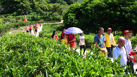 丰顺这个村年产茶叶12万斤产值1200万，游客络绎不绝