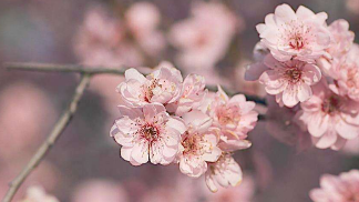 教育周刊丨谙忆花开