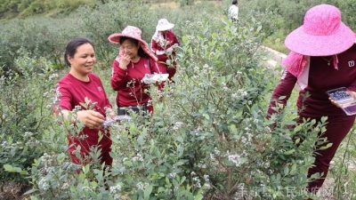 丰顺粤东蓝莓基地：硕果累累采摘忙