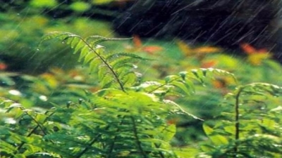 小记者陈柔瑾作品丨丝丝春雨