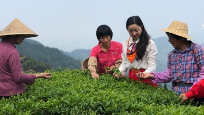 梅州新农人丨清凉山上引回“茶仙子”