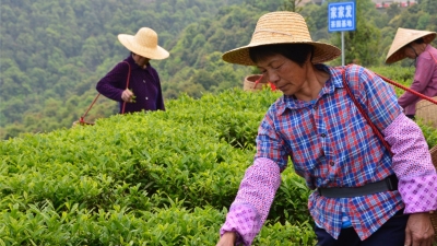 梅江区首批使用地标清凉山茶开售