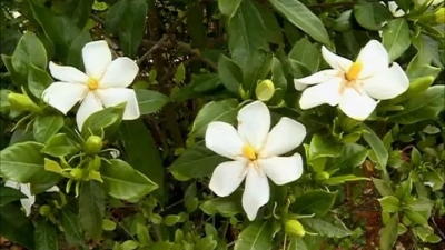 香气四溢！丰顺北斗镇千亩栀子花开醉了赏花人！