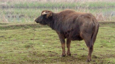 梅县六旬老汉生歪念顺手牵牛卖钱，被抓了